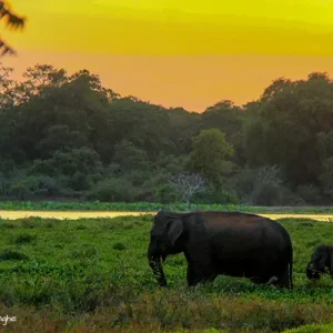 Suri_Travels-9-1.webp